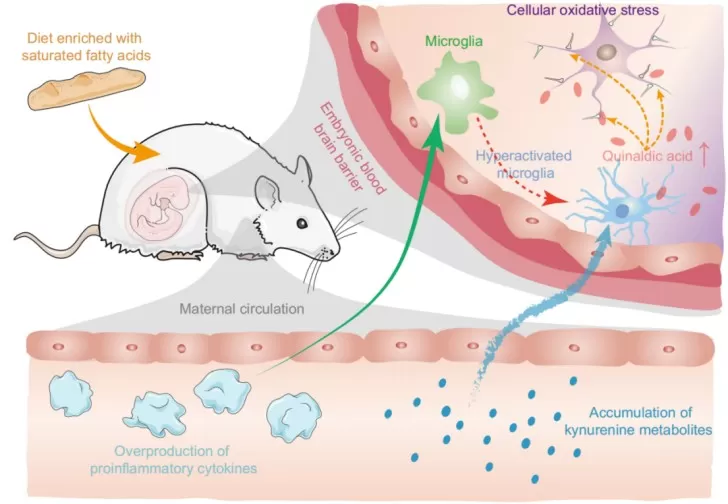 The figure shows the flow: high-fat diet → maternal immune activation → altered tryptophan/kynurenine metabolism → oxidative stress and neuronal migration defects → social behavioral changes.
